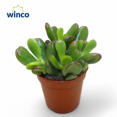 Crassula ovata 'Convoluta'