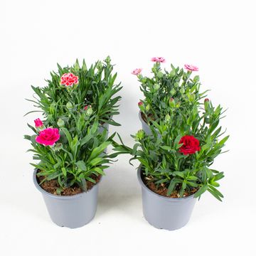 Dianthus OSCAR MIX