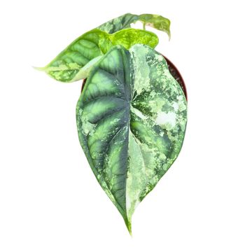 Alocasia 'Dragon Scale Variegata'