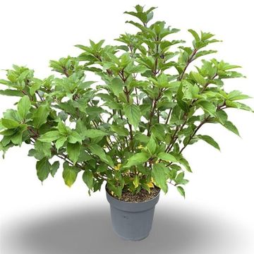 Hydrangea paniculata 'Kyushu'