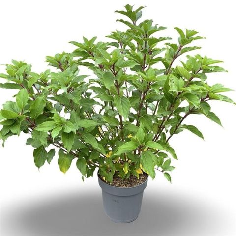 Hydrangea paniculata 'Kyushu'
