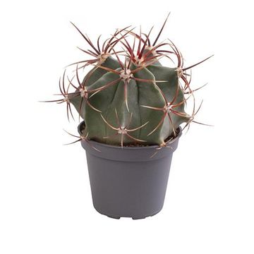 Ferocactus rectispinus