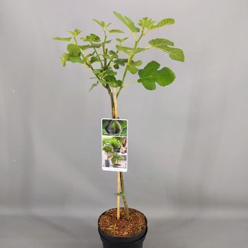 Ficus carica 'Brown Turkey'