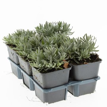 Lavandula angustifolia 'Hidcote'
