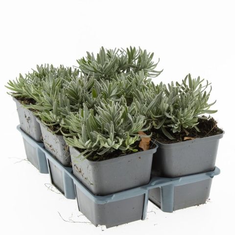 Lavandula angustifolia 'Hidcote'