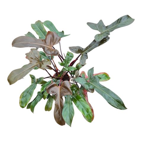 Philodendron 'Florida Bronze'