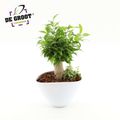 Arrangemang Ficus