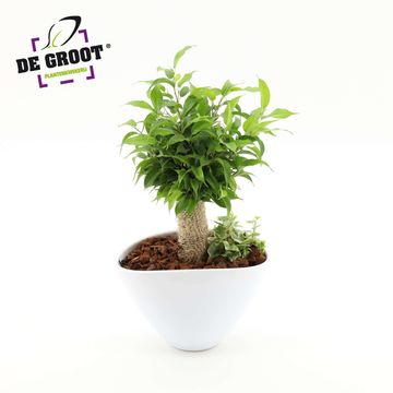 Düzenlemeler Ficus