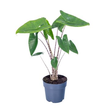 Alocasia zebrina
