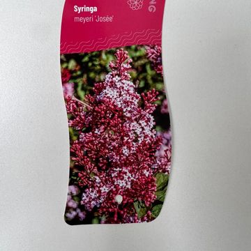 Syringa 'Josée'