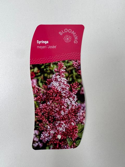 Syringa 'Josée'