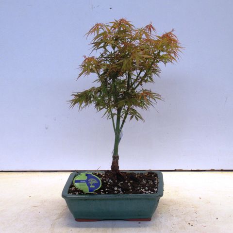 Acer palmatum 'Jerre Schwartz' (Lodder Bonsai)