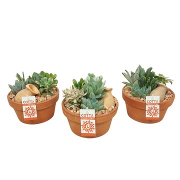 Composizione Succulents