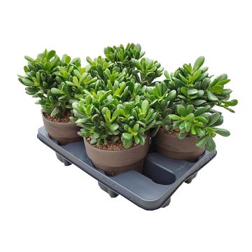 Crassula ovata 'Hobbit'