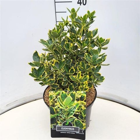 Euonymus japonicus 'Ovatus Aureus'