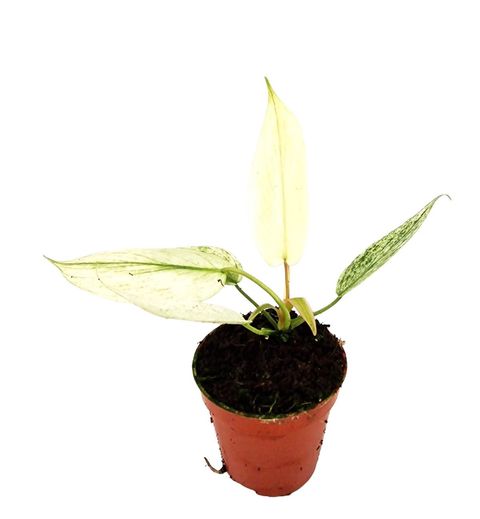 Philodendron FLORIDA GHOST