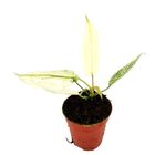 Philodendron FLORIDA GHOST