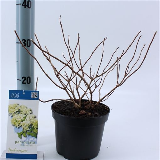 Hydrangea paniculata 'Bombshell' (About Plants Zundert BV)