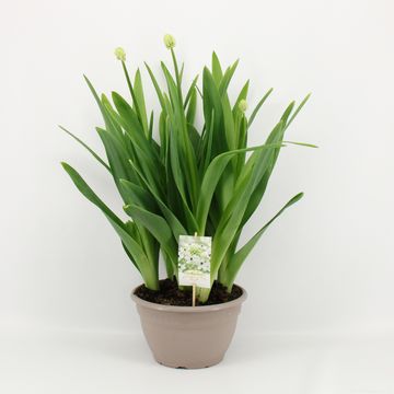 Ornithogalum saundersiae