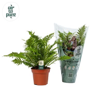 Blechnum gibbum 'Silver Lady'