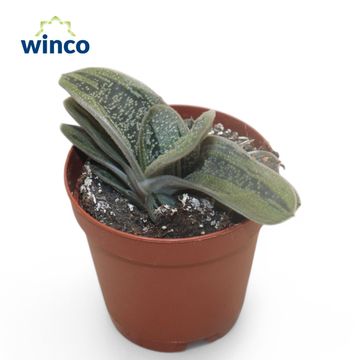 Gasteria 'Little Warty'