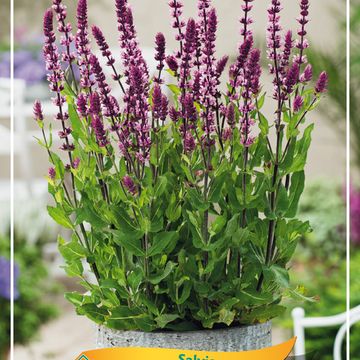 Salvia nemorosa 'Caradonna Compact'