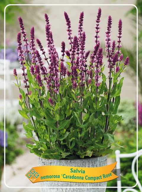 Salvia nemorosa 'Caradonna Compact'
