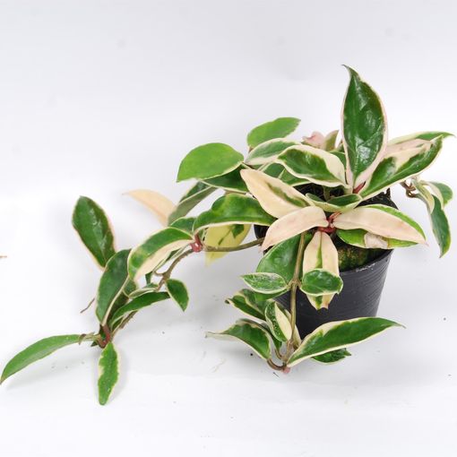 Hoya carnosa 'Albomarginata' (Van der Arend Tropical Plantcenter)