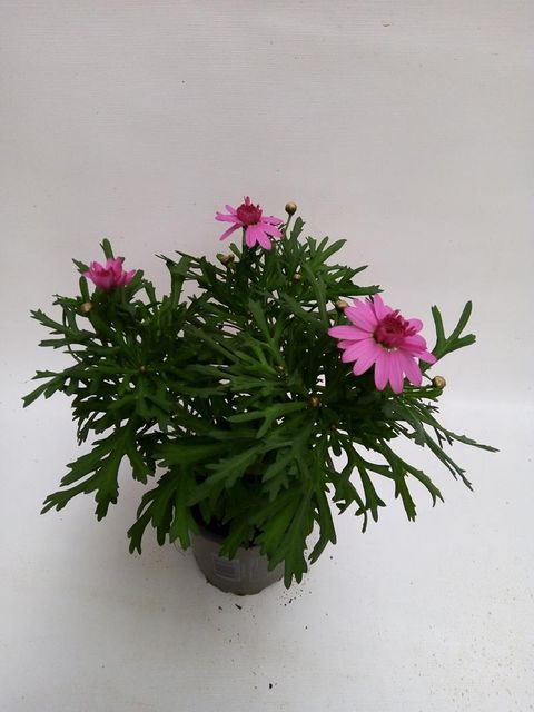Argyranthemum frutescens MADEIRA CRESTED PINK