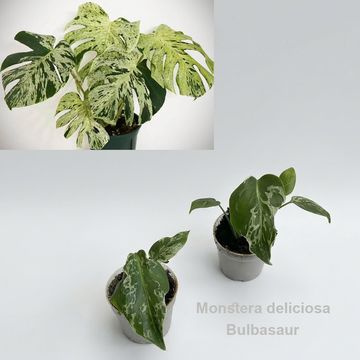 Monstera deliciosa 'Bulbasaur'
