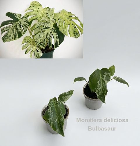 Monstera deliciosa 'Bulbasaur'