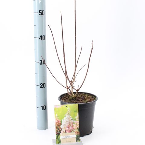 Hydrangea paniculata PINKY WINKY