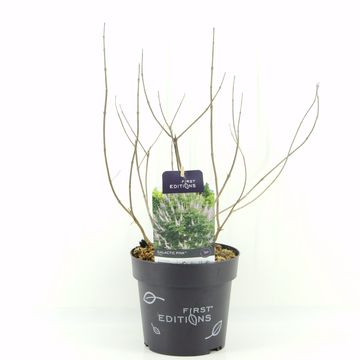 Vitex agnus-castus GALACTIC PINK