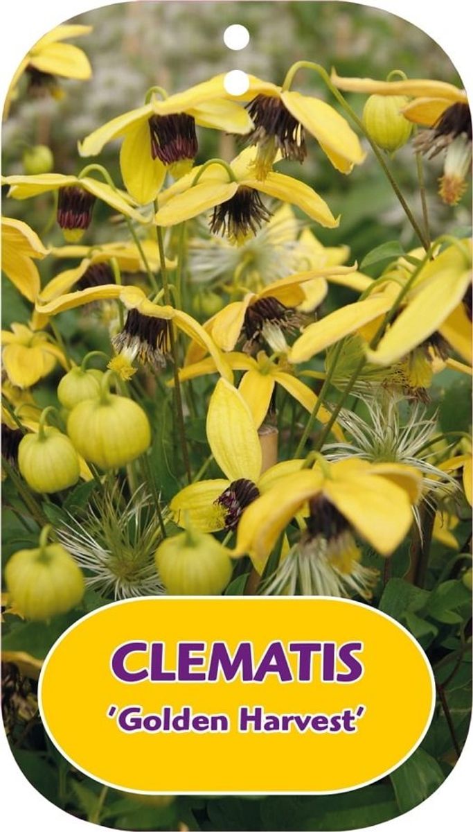 Clematis 'Golden Harvest' (Ta) — Plant Wholesale FlorAccess