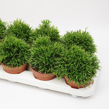 Hatiora salicornioides