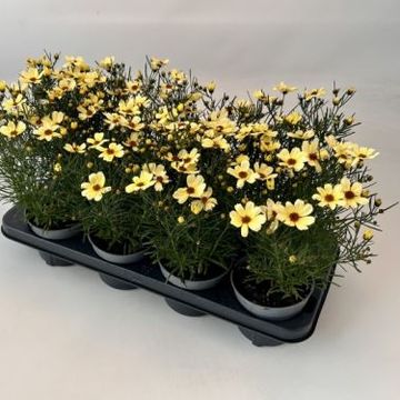 Coreopsis verticillata 'Moonbeam'