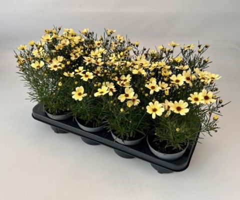 Coreopsis verticillata 'Moonbeam'