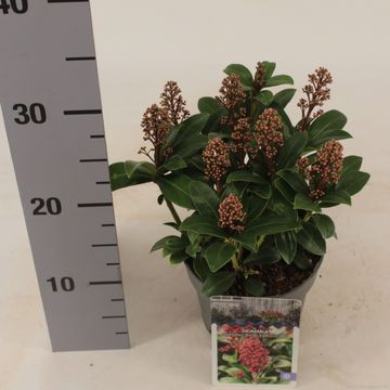 Skimmia japonica 'Celebrations'