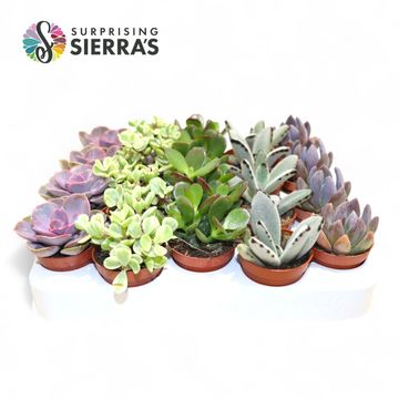 Succulente MIX
