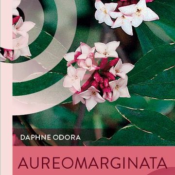 Daphne odora 'Aureomarginata'