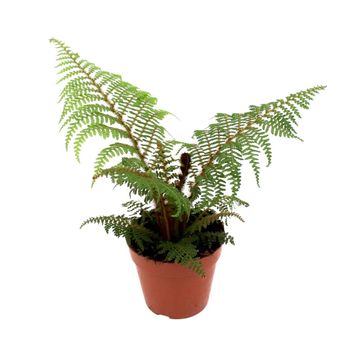 Cyathea tomentosissima 'Highland Lace'