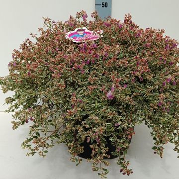 Abelia x grandiflora SWIRLEY BELLS