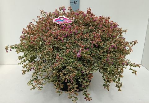 Abelia x grandiflora SWIRLEY BELLS