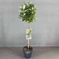 Buddleja davidii BUTTERFLY CANDY LITTLE WHITE