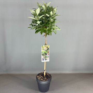 Buddleja davidii BUTTERFLY CANDY LITTLE WHITE