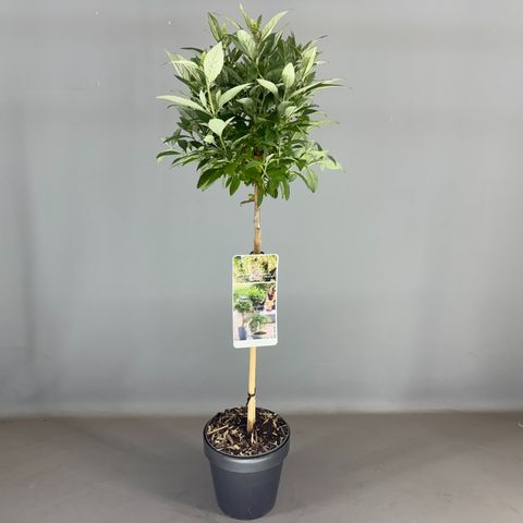 Buddleja davidii BUTTERFLY CANDY LITTLE WHITE