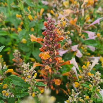 Agastache aurantiaca 'Fragrant Carpet'