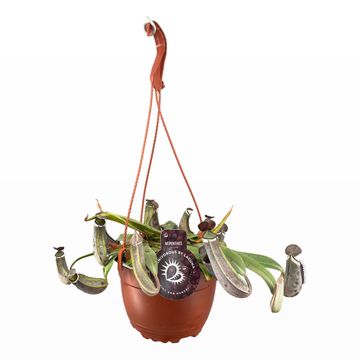 Nepenthes albomarginata