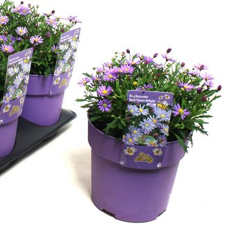 Brachyscome multifida 'Dark Mauve Delight'