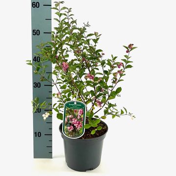 Симфорикарпус МЭДЖИКАЛ КЭНДИ